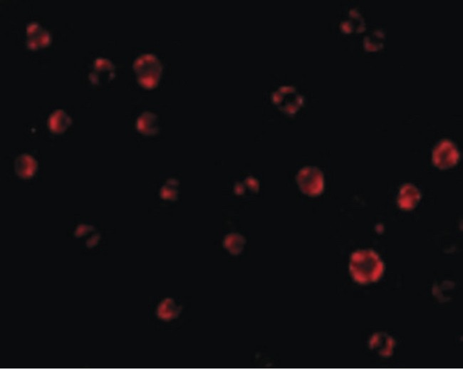AES / Groucho Antibody - Immunofluorescence of AES in HeLa cells with AES antibody at 20 ug/ml.