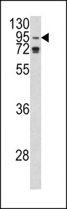 AGO1 / EIF2C Antibody - Western blot of AGO1 Antibody in K562 cell line lysates (35 ug/lane). AGO1 (arrow) was detected using the purified antibody.