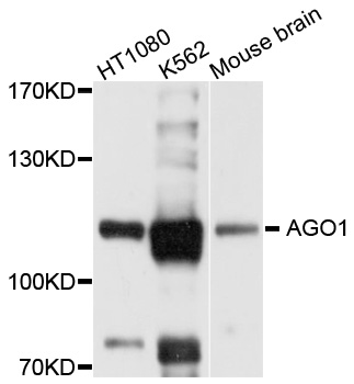 AGO1 / EIF2C Antibody - Western blot analysis of extracts of various cells, using AGO1 antibody.