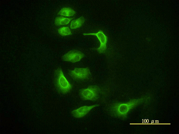 AGO2 / EIF2C2 Antibody - Immunofluorescence of monoclonal antibody to EIF2C2 on HeLa cell. [antibody concentration 10 ug/ml]