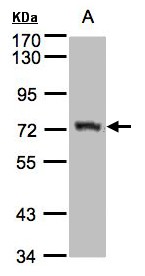 AGPS Antibody - Sample(30 g of whole cell lysate). A: Raji. 7.5% SDS PAGE. AGPS antibody diluted at 1:1500.