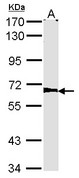 AGPS Antibody - Sample (30 ug of whole cell lysate). A: NIH-3T3. 7.5% SDS PAGE. Alkyl-DHAP synthase antibody. AGPS antibody diluted at 1:1000. 