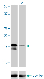 AGTRAP / ATRAP Antibody - Western blot of AGTRAP over-expressed 293 cell line, cotransfected with AGTRAP Validated Chimera RNAi (Lane 2) or non-transfected control (Lane 1). Blot probed with AGTRAP monoclonal antibody, clone 1G2. GAPDH ( 36.1 kD ) used as specific.