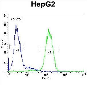 AGXT / SPT Antibody - AGXT Antibody flow cytometry of HepG2 cells (right histogram) compared to a negative control cell (left histogram). FITC-conjugated goat-anti-rabbit secondary antibodies were used for the analysis.