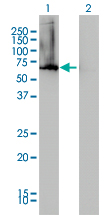 AHCYL1 / DCAL Antibody - Western blot of AHCYL1 expression in transfected 293T cell line by AHCYL1 monoclonal antibody (M05), clone 5D6.