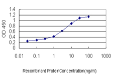 AHCYL1 / DCAL Antibody - Detection limit for recombinant GST tagged AHCYL1 is approximately 0.1 ng/ml as a capture antibody.