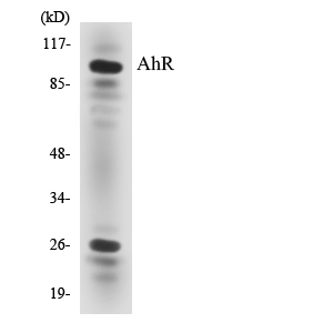AHR Antibody - Western blot analysis of the lysates from HT-29 cells using AhR antibody.
