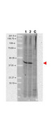 AHSA1 / AHA1 Antibody - Anti-AHA1 Monoclonal Antibody - Western Blot. Western blot of anti-AHA1 monoclonal antibody shows detection of a band ~42 kD in size corresponding to AHA1 in A431 whole cell lysate (lane 1) and MCF-7 whole cell lysate (lane 2). A control lane is shown where primary ahntibody was omitted from the incubation (lane C). Molecular weight markers are shown at the left. For best results, block the membrane overnight with 3% BSA in TBS followed by reaction with primary antibody diluted 1:1000 and use HRP conjugated anti-Rabbit IgG (LS-C60865) secondary antibody diluted 1:20000 in blocking buffer (p/n MB-070) for detection.