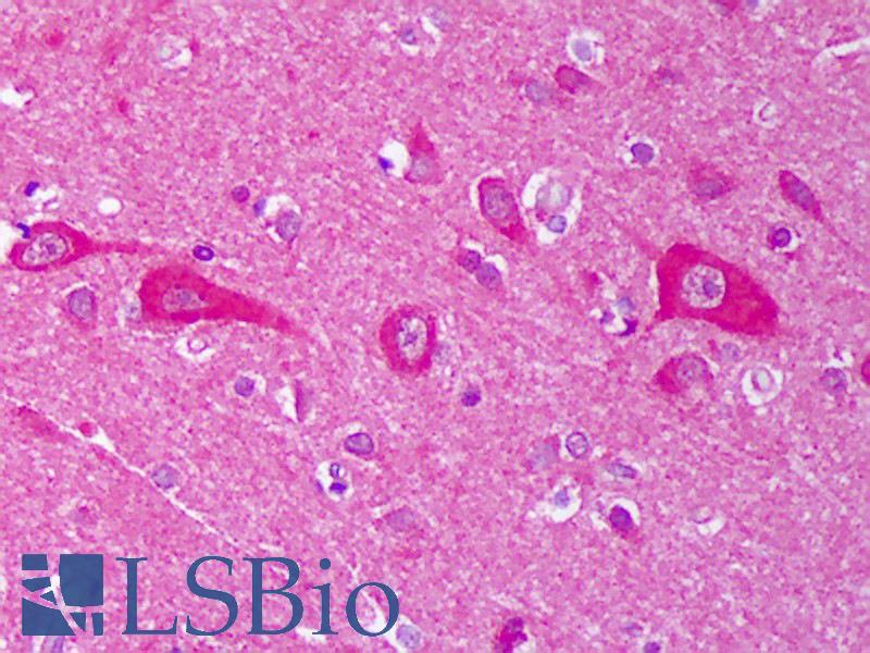 AHSA1 / AHA1 Antibody - Anti-AHSA1 / AHA1 antibody IHC of human brain, cortex neurons. Immunohistochemistry of formalin-fixed, paraffin-embedded tissue after heat-induced antigen retrieval. Antibody concentration 5 ug/ml.  This image was taken for the unconjugated form of this product. Other forms have not been tested.