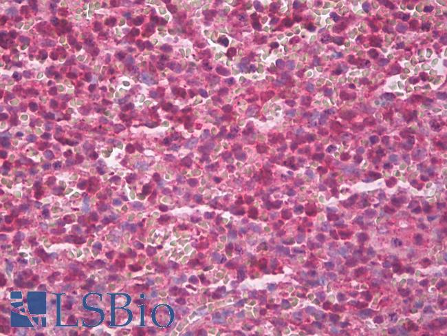 AHSA1/AHSA2 Antibody - Anti-AHSA1/AHSA2 antibody IHC of human spleen. Immunohistochemistry of formalin-fixed, paraffin-embedded tissue after heat-induced antigen retrieval. Antibody dilution 1:200.