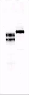 AHSG / Fetuin A Antibody - Immunoblot of Fetuin using anti-Human Fetuin (2-HS Glycoprotein) antibody at a 1:10,000 to 1:20,000 dilution. Lane 1 contains 250 ng of purified human fetuin.  Lane 2 contains 5 ml of a 1:50 dilution of human serum.  Data contributed by Dr. George Grunberger, Wayne State University.