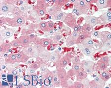AHSP / EDRF Antibody - Human Liver: Formalin-Fixed, Paraffin-Embedded (FFPE), at a concentration of 10 ug/ml.