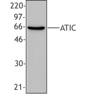 AICAR / ATIC Antibody - Western blot of extract from HeLa cells using anti-ATIC, clone F38P7H9.