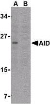 AICDA / AID Antibody - Western blot of AID in Ramos whole cell lysate with AID antibody at 2 ug/ml in either the (A) absence or (B) presence of blocking peptide.