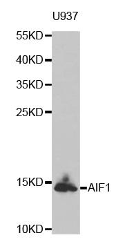 AIF1 / IBA1 Antibody - Western blot analysis of extracts of U937 cell line, using AIF1 antibody.