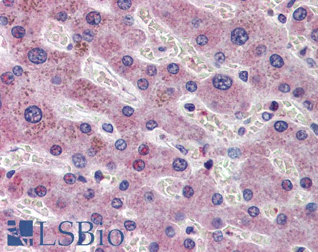 AIFM1 / AIF / PDCD8 Antibody - Anti-AIFM1 / AIF antibody IHC of human liver. Immunohistochemistry of formalin-fixed, paraffin-embedded tissue after heat-induced antigen retrieval. Antibody concentration 5 ug/ml.