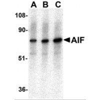 AIFM1 / AIF / PDCD8 Antibody - Western blot analysis of AIF in K562 with AIF antibody at (A) 0.5, (B) 1, and (C) 2 µg/mL.