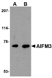 AIFM3 Antibody - Western blot of AIFM3 in human brain tissue lysate with AIFM3 antibody at (A) 1 and (B) 2 ug/ml.
