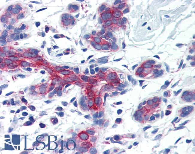 AIFM3 Antibody - Anti-AIFM3 antibody IHC of human breast. Immunohistochemistry of formalin-fixed, paraffin-embedded tissue after heat-induced antigen retrieval. Antibody concentration 5 ug/ml.