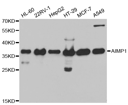 AIMP1 / EMAP II Antibody - Western blot analysis of extracts of various cell lines, using AIMP1 antibody.