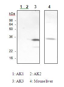 AK3 / Adenylate Kinase 3 Antibody - The recombinant human AK isozymes (AK1(1), AK2(2) and AK3(3)) and mouse liver(4) were resolved by SDS-PAGE, transferred to PVDF membrane and probed with anti-AK3 antibody (1:1000). Proteins were visualized using a goat anti-mouse secondary antibody conjugated to HRP and an ECL detection system. 1: AK1; 2: AK2; 3: AK3; 4: Mouse liver.