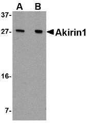 AKIRIN1 Antibody - Western blot of Akirin1 in A549 cell lysate with Akirin1 antibody at (A) 1 and (B) 2 ug/ml.