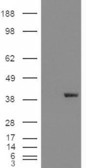 AKR1A1 Antibody - HEK293 overexpressing AKR1A1 (RC200302) and probed with the antibody (mock transfection in first lane).