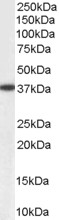 AKR1A1 Antibody - Aldehyde Reductase antibody (0.1µg/ml) staining of Human Liver lysate (35µg protein in RIPA buffer). Primary incubation was 1 hour. Detected by chemiluminescence.