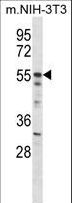 AKT2 Antibody - Mouse Akt2 Antibody western blot of mouse NIH-3T3 cell line lysates (35 ug/lane). The Akt2 antibody detected the Akt2 protein (arrow).