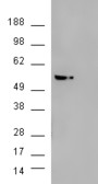AKT3 Antibody - HEK293 overexpressing AKT3 (RC224750) and probed with (mock transfection in second lane).