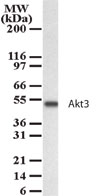 AKT3 Antibody - Western blot analysis for AKT3 using antibody at 2 ug/ml dilution against 15 ug/lane of HeLa cell lysate.