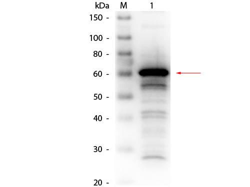 ALB / Serum Albumin Antibody - Western Blot of Rabbit anti-Human Serum Albumin Antibody Biotin Conjugated. Lane 1: Human Serum Albumin. Load: 50 ng per lane. Primary antibody: Rabbit anti-Human Serum Albumin Antibody Biotin Conjugated at 1:1,000 overnight at 4°C. Secondary antibody: HRP Streptavidin secondary antibody at 1:40,000 for 30 min at RT.