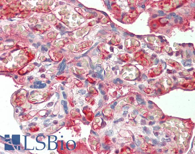 ALB / Serum Albumin Antibody - Anti-ALB / Serum Albumin antibody IHC staining of human placenta. Immunohistochemistry of formalin-fixed, paraffin-embedded tissue after heat-induced antigen retrieval. Antibody concentration 10 ug/ml. This image was taken for the unconjugated form of this product. Other forms have not been tested.