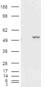 ALDH1A1 / ALDH1 Antibody - HEK293 overexpressing ALDH1A1 and probed with (mock transfection in first lane).