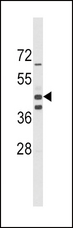 ALDH1A3 Antibody - Western blot of ALDH1A3 Antibody in mouse spleen tissue lysates (35 ug/lane). ALDH1A3 (arrow) was detected using the purified antibody.