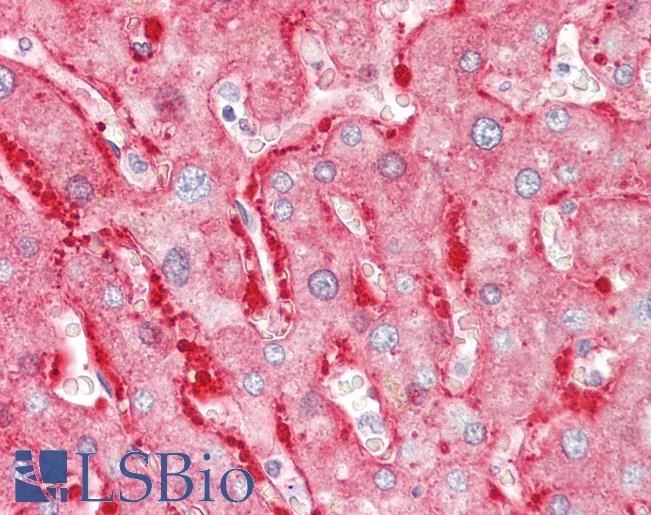 ALDH1L1 Antibody - Anti-ALDH1L1 antibody IHC staining of human liver. Immunohistochemistry of formalin-fixed, paraffin-embedded tissue after heat-induced antigen retrieval.