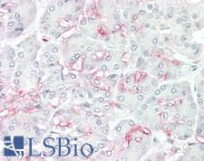 ALDH1L2 Antibody - Human Pancreas: Formalin-Fixed, Paraffin-Embedded (FFPE)
