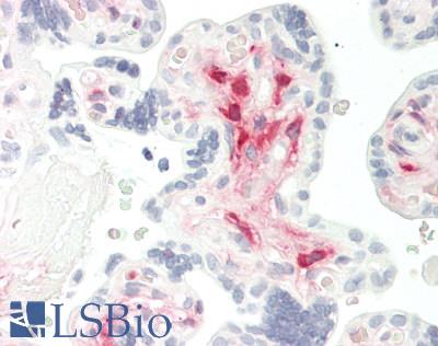 ALDH1L2 Antibody - Human Placenta: Formalin-Fixed, Paraffin-Embedded (FFPE)