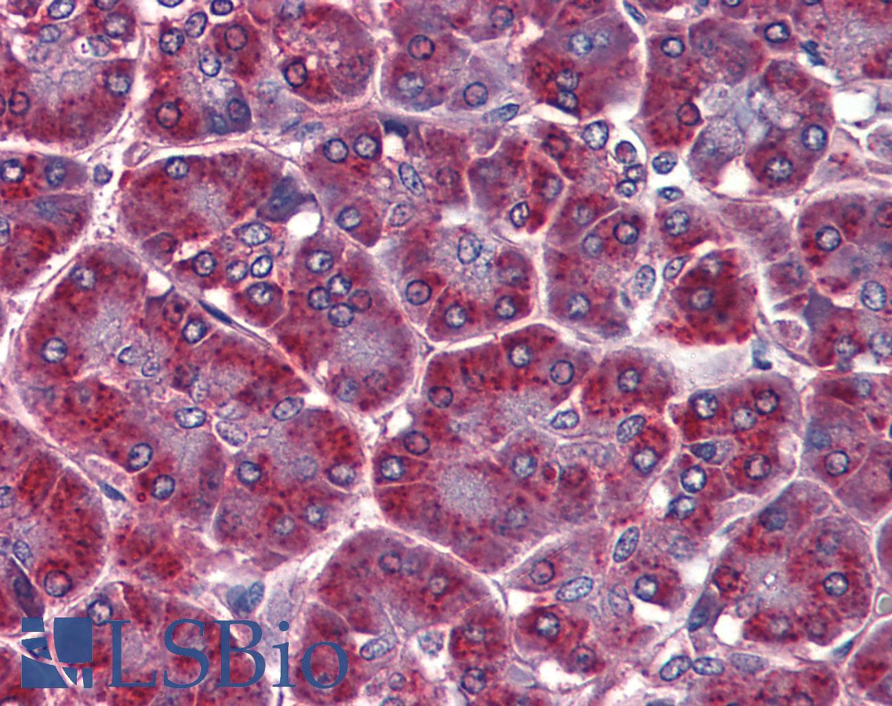 ALDH3A1 Antibody - Anti-ALDH3A1 antibody IHC of human pancreas. Immunohistochemistry of formalin-fixed, paraffin-embedded tissue after heat-induced antigen retrieval. Antibody concentration 5 ug/ml.