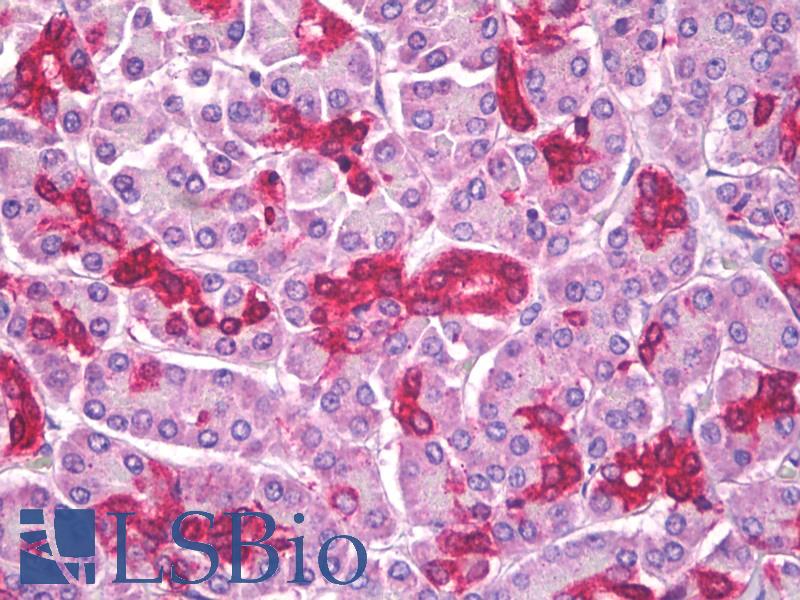 ALDP / ABCD1 Antibody - Anti-ABCD1 antibody IHC of human pancreas. Immunohistochemistry of formalin-fixed, paraffin-embedded tissue after heat-induced antigen retrieval. Antibody concentration 5 ug/ml.