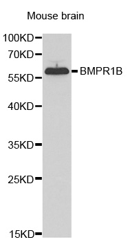 ALK-6 / BMPR1B Antibody - Western blot analysis of extracts of mouse brain cell lines, using BMPR1B antibody.