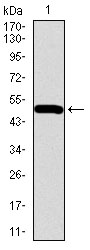 ALK3 / BMPR1A Antibody - Western blot using BMPR1A monoclonal antibody against human BMPR1A recombinant protein. (Expected MW is 48.1 kDa)