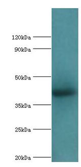 ALKBH1 / ALKB Antibody - Western blot. All lanes: Alkylated DNA repair protein alkB homolog 1 antibody at 9 ug/ml+mouse kidney tissue. Secondary antibody: Goat polyclonal to rabbit at 1:10000 dilution. Predicted band size: 44 kDa. Observed band size: 44 kDa.