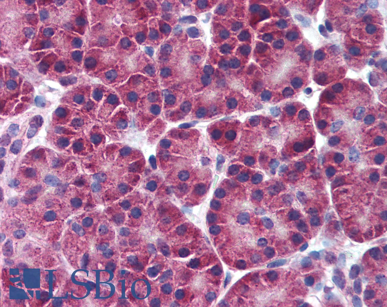 ALOX5 / 5-LOX Antibody - Anti-5 Lipoxygenase antibody IHC of human pancreas. Immunohistochemistry of formalin-fixed, paraffin-embedded tissue after heat-induced antigen retrieval. Antibody concentration 5 ug/ml.  This image was taken for the unconjugated form of this product. Other forms have not been tested.