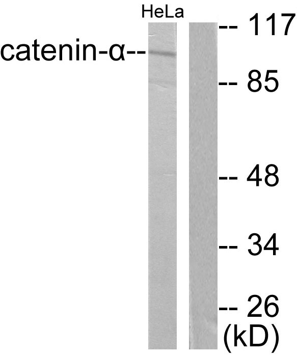Alpha Catenin Antibody - Western blot analysis of lysates from HeLa cells, using Catenin-alpha1 Antibody. The lane on the right is blocked with the synthesized peptide.
