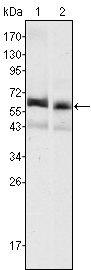 Alpha-Fetoprotein Antibody - Western blot using AFP mouse monoclonal antibody against HepG2 (1) and SMMC-7721 (2) cell lysate.