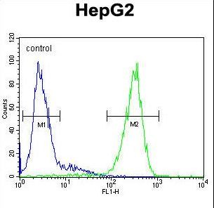 Alpha Fucosidase / FUCA1 Antibody - FUCA1 Antibody flow cytometry of HepG2 cells (right histogram) compared to a negative control cell (left histogram). FITC-conjugated goat-anti-rabbit secondary antibodies were used for the analysis.