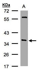 Alpha SNAP Antibody - Sample (30 ug whole cell lysate). A: Hep G2 . 10% SDS PAGE. Alpha SNAP antibody diluted at 1:1000