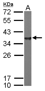 Alpha SNAP Antibody - Sample (50 ug of whole cell lysate). A: mouse brain. 12% SDS PAGE. Alpha SNAP antibody diluted at 1:10000.
