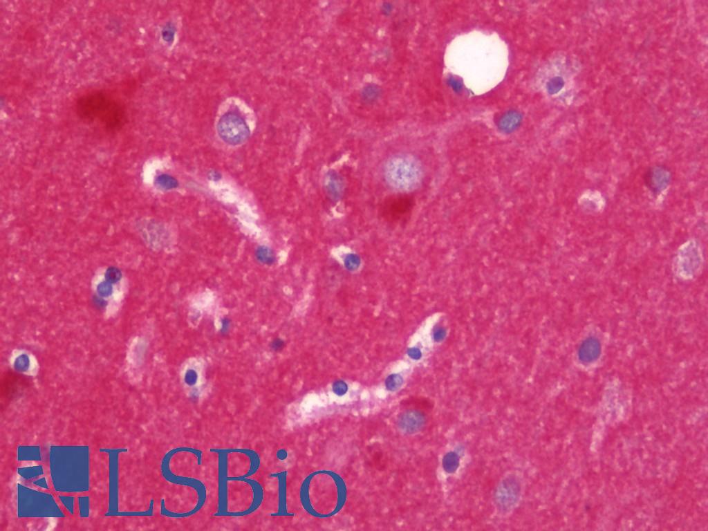 Alpha SNAP Antibody - Anti-Alpha SNAP antibody IHC staining of human brain, cortex. Immunohistochemistry of formalin-fixed, paraffin-embedded tissue after heat-induced antigen retrieval. Antibody concentration 7.5 ug/ml.